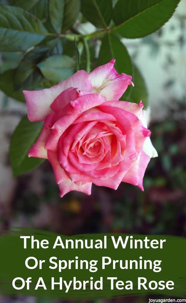  Rosa de te híbrida: poda anual d'hivern o primavera