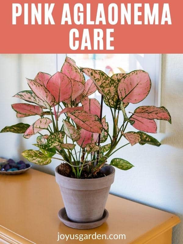  Aglaonema Lady Valentine: Wskazówki dotyczące pielęgnacji różowej aglaonemy