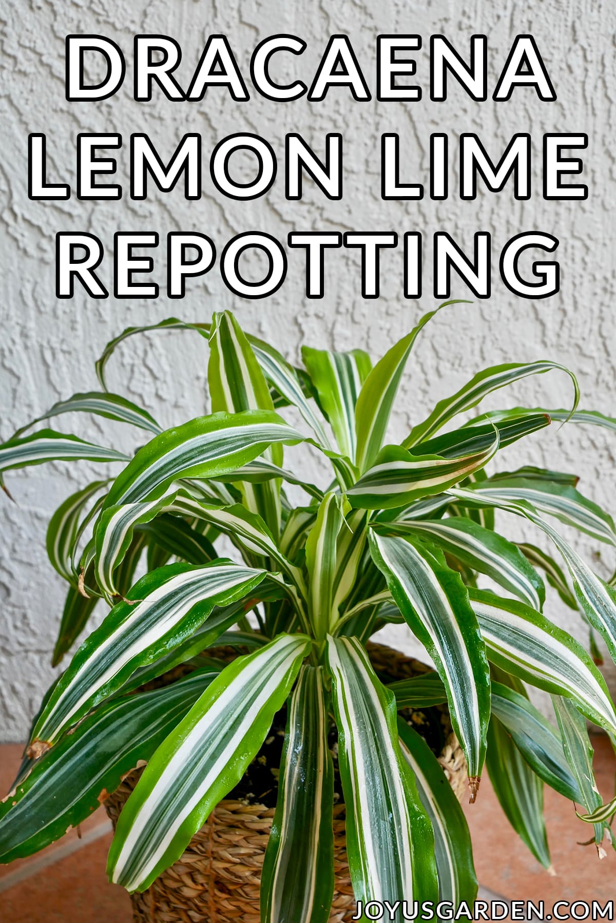  Dracaena Lemon Lime Umtopfen: Die Mischung zu verwenden &amp; Schritte zu nehmen