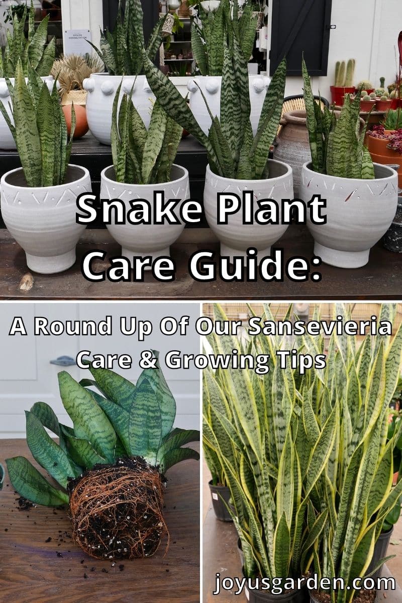  Guía de coidado da planta de serpe (Sansevieria).