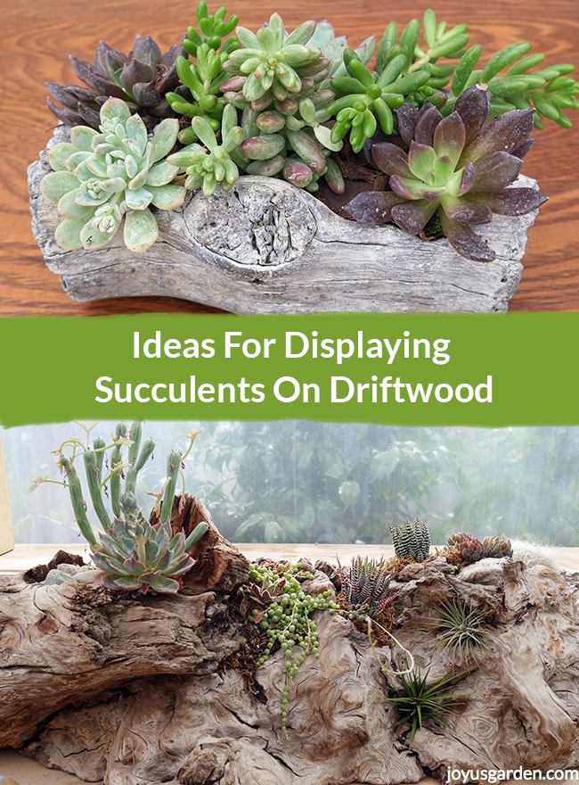  แนวคิดสำหรับการแสดง Succulents บน Driftwood
