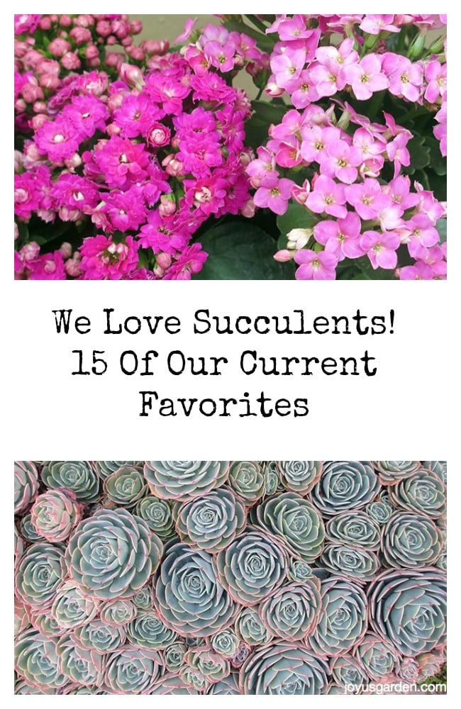  15 uppáhalds succulents í Joy Us Garden