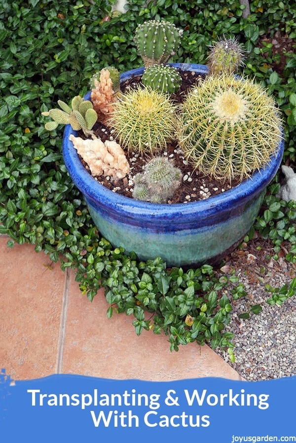  Trasplante de cactus: una plantación mixta protagonizada por los cactus Golden Barrel