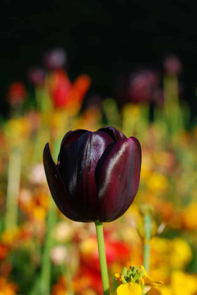  Dodaj odrobinę intrygi do swojego ogrodu dzięki czarnym kwiatom