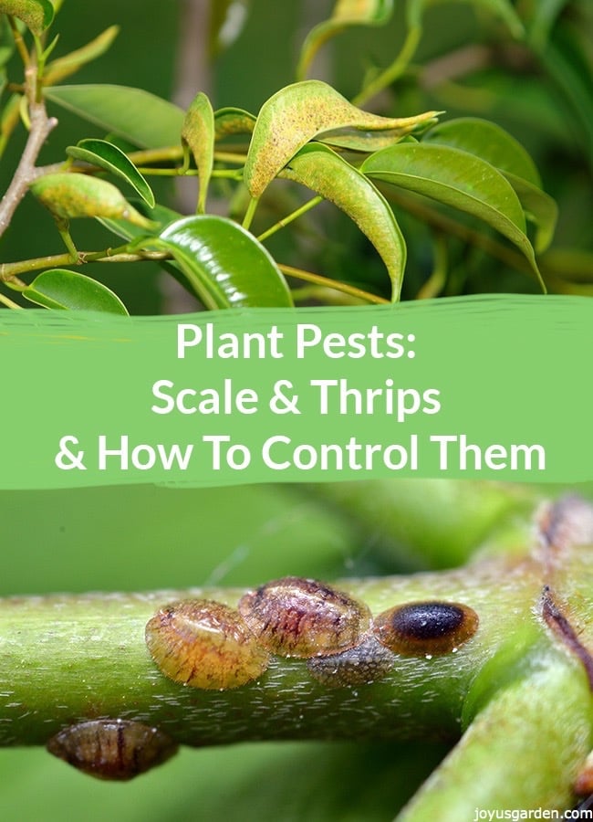  Plagues de les plantes: escala i amp; Trips i com controlar-los