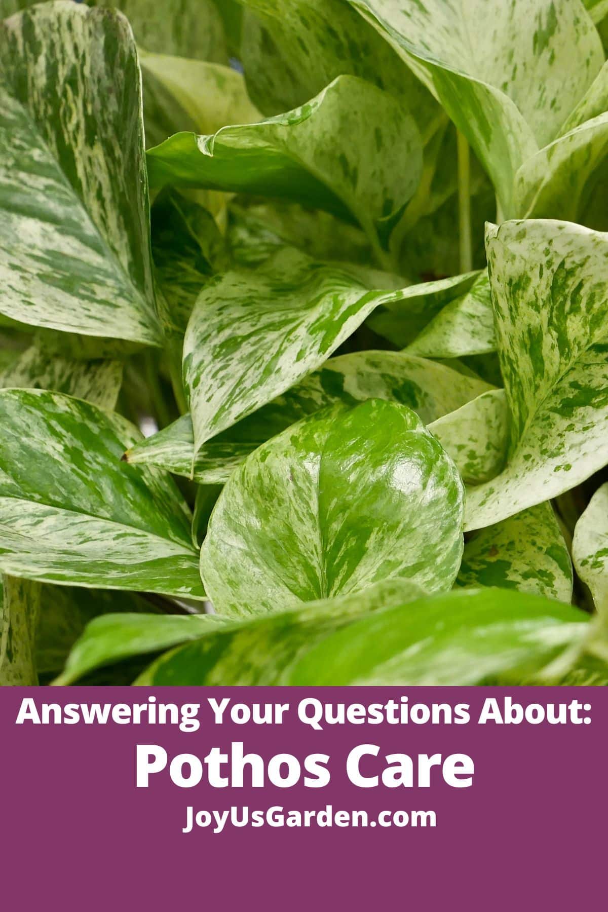  Vastamine teie küsimustele Pothos'i taimede kohta