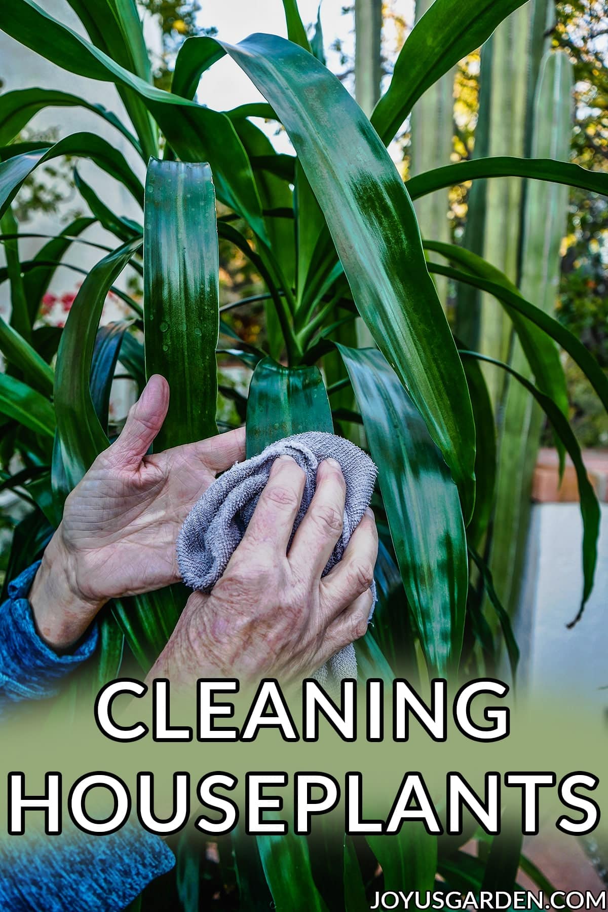  観葉植物の掃除：掃除の仕方と理由