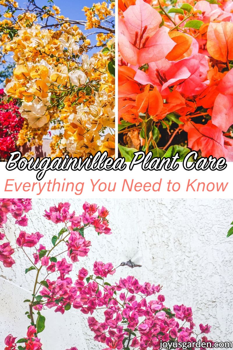 Bougainvillea Plant Care အကြောင်း သိထားသင့်သည့်အချက်များ