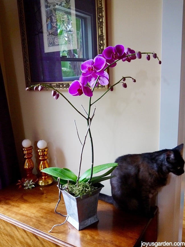  Kuinka kastelen Phalaenopsis orkideani