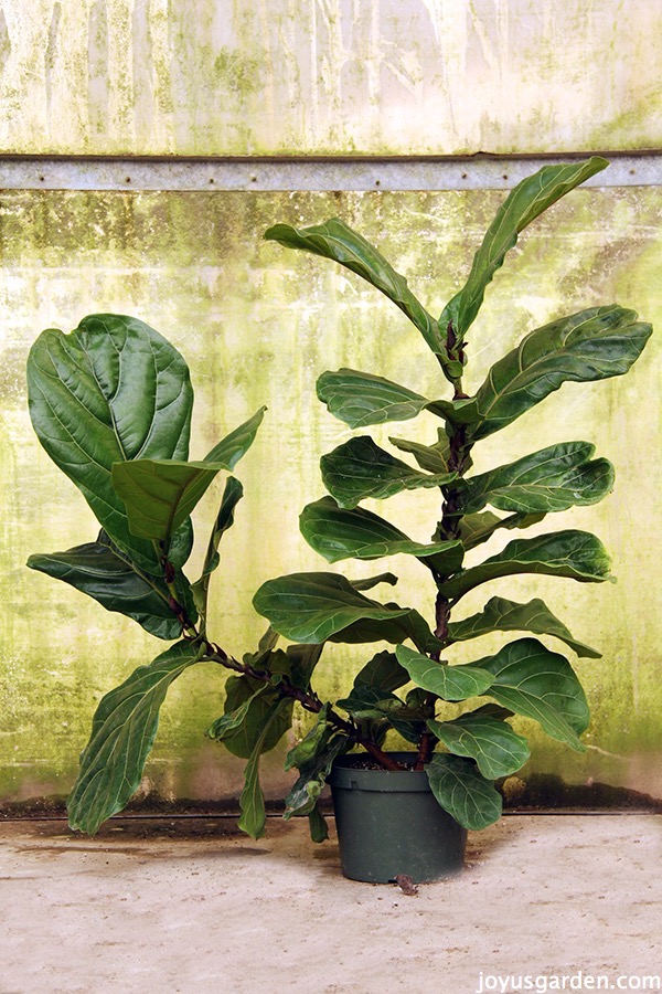 Fiddleleaf Fig: Sfaturi de îngrijire pentru această plantă de casă fabuloasă