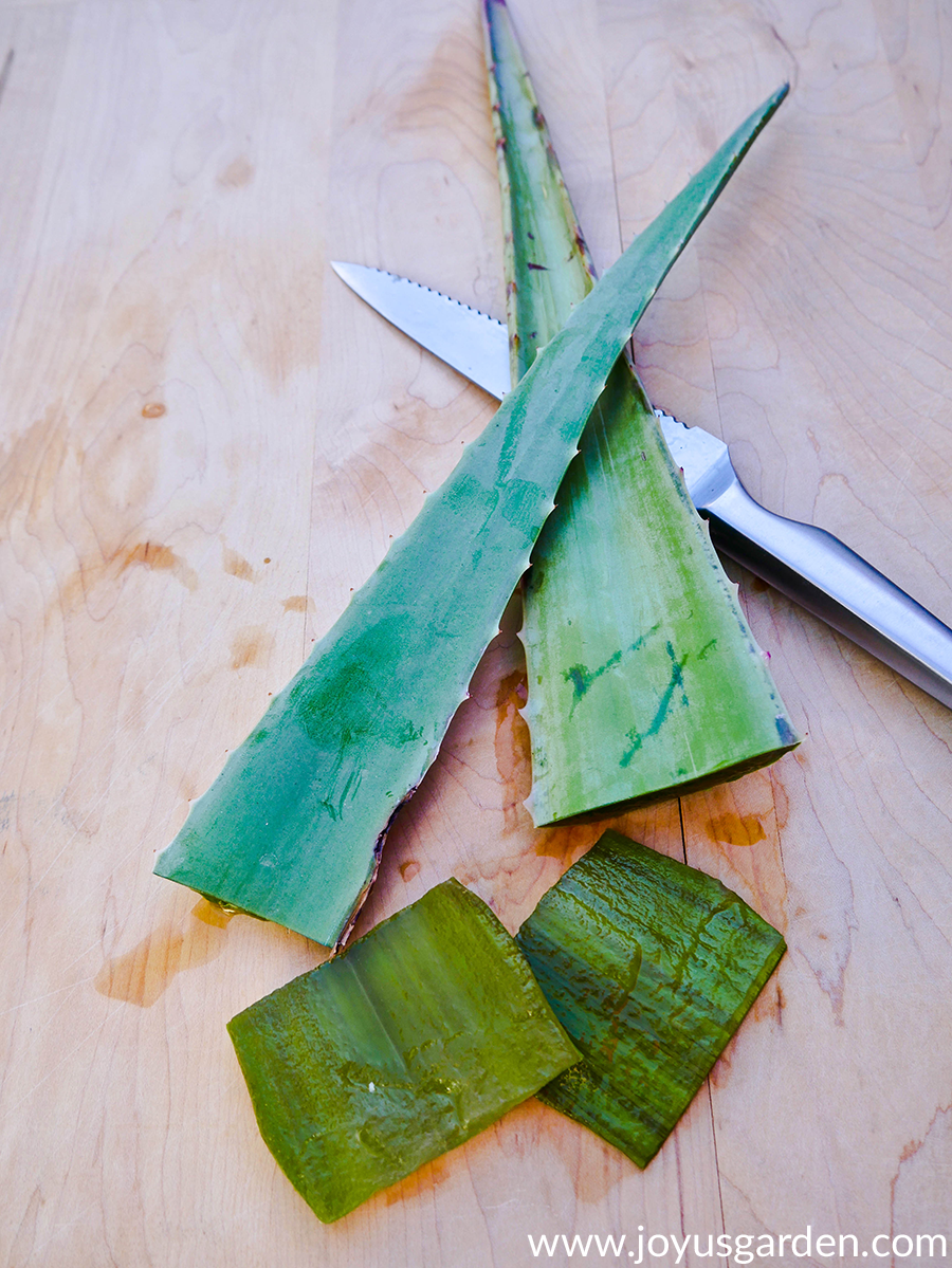 7 Verwendungsmöglichkeiten für Aloe Vera Blätter und wie man sie aufbewahrt!