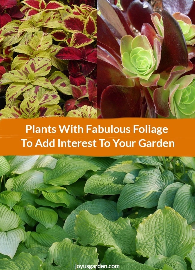  Plante cu frunziș fabulos pentru a adăuga interes în grădina ta