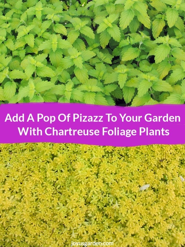  Adjunk egy Pop of Pizazz a kertben Chartreuse lombozatú növényekkel