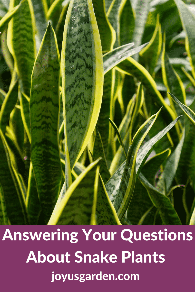  პასუხობს თქვენს კითხვებს გველის მცენარეების შესახებ