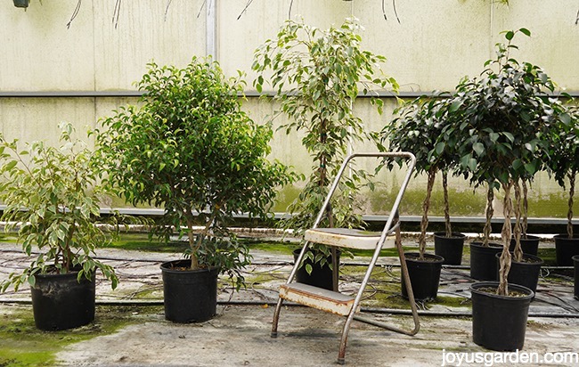  Ficus Benjamina: Nestalna, ali popularna sobna biljka