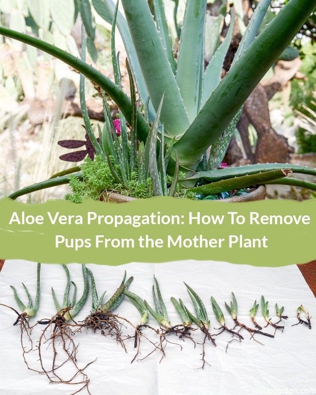  Multiplication de l'Aloe Vera : Comment enlever les petits de l'Aloe Vera