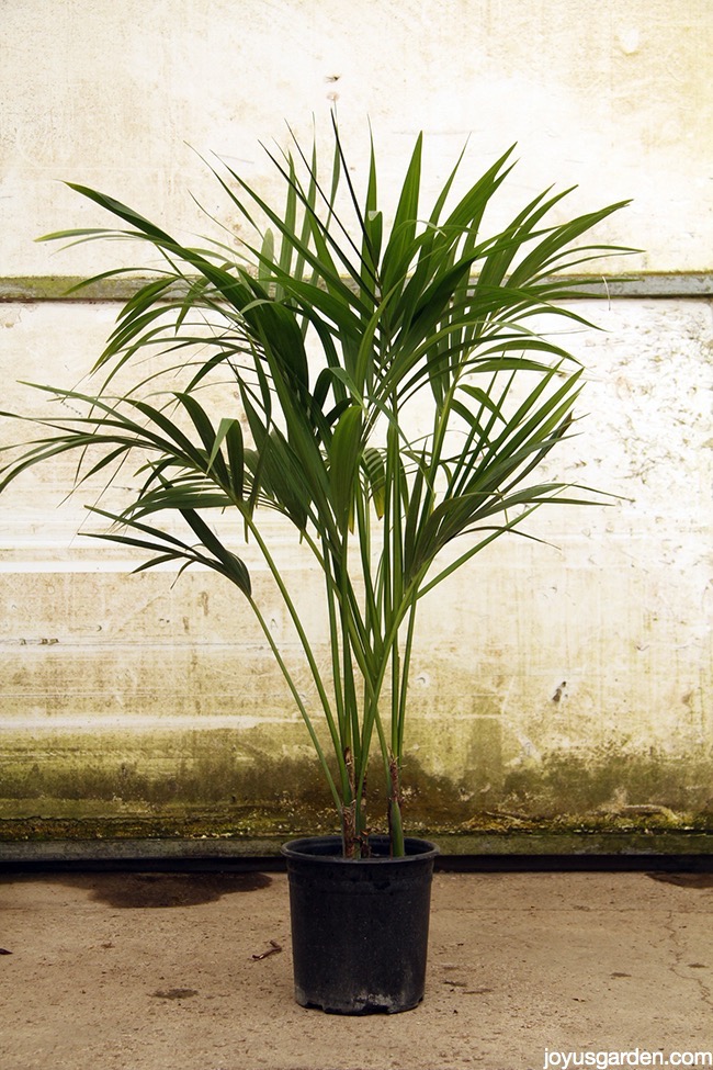  Kentia-palmu: Tyylikäs matalassa valossa kasvava kasvi