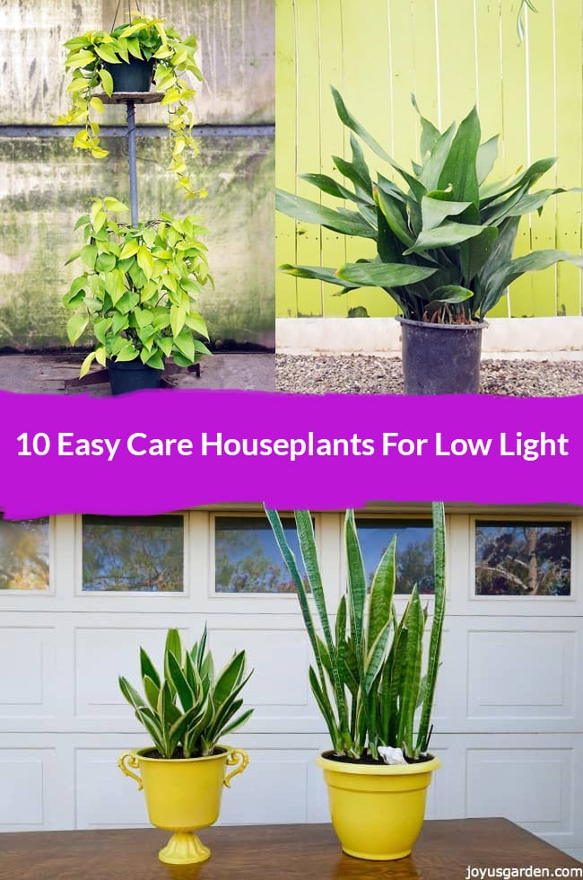  Bedste indendørs planter med svagt lys: 10 nemme stueplanter
