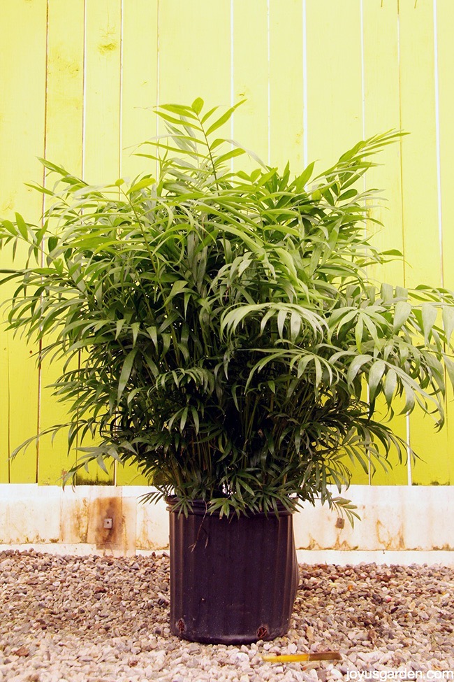  Neanthe Bella Palm: Pflegetipps für diese Tischpflanze