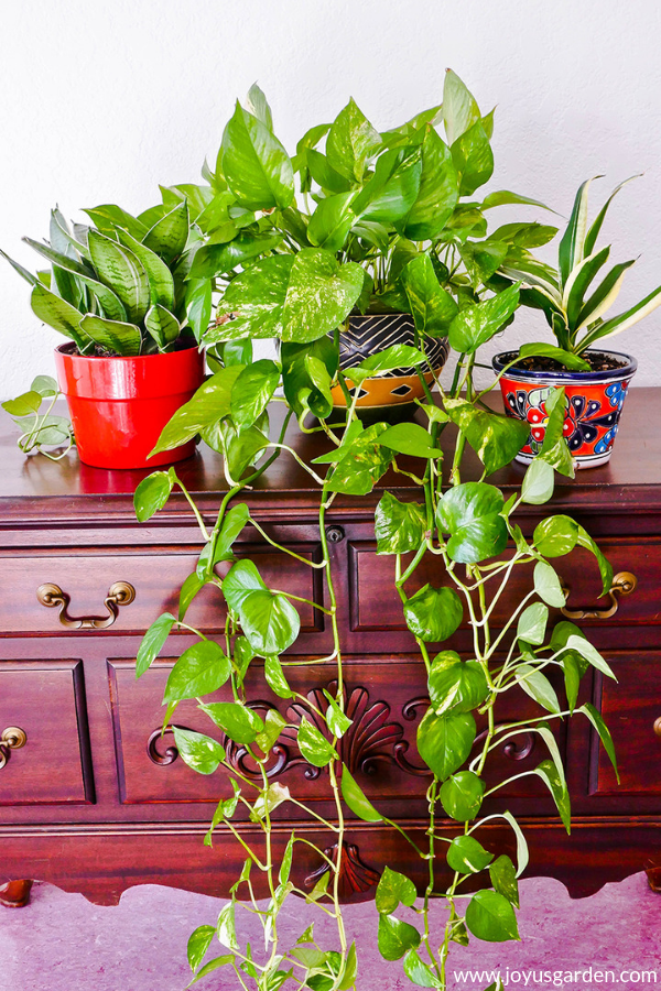  7 رومیزی آسان &amp; گیاهان آویزان برای باغبانان مبتدی گیاهان آپارتمانی