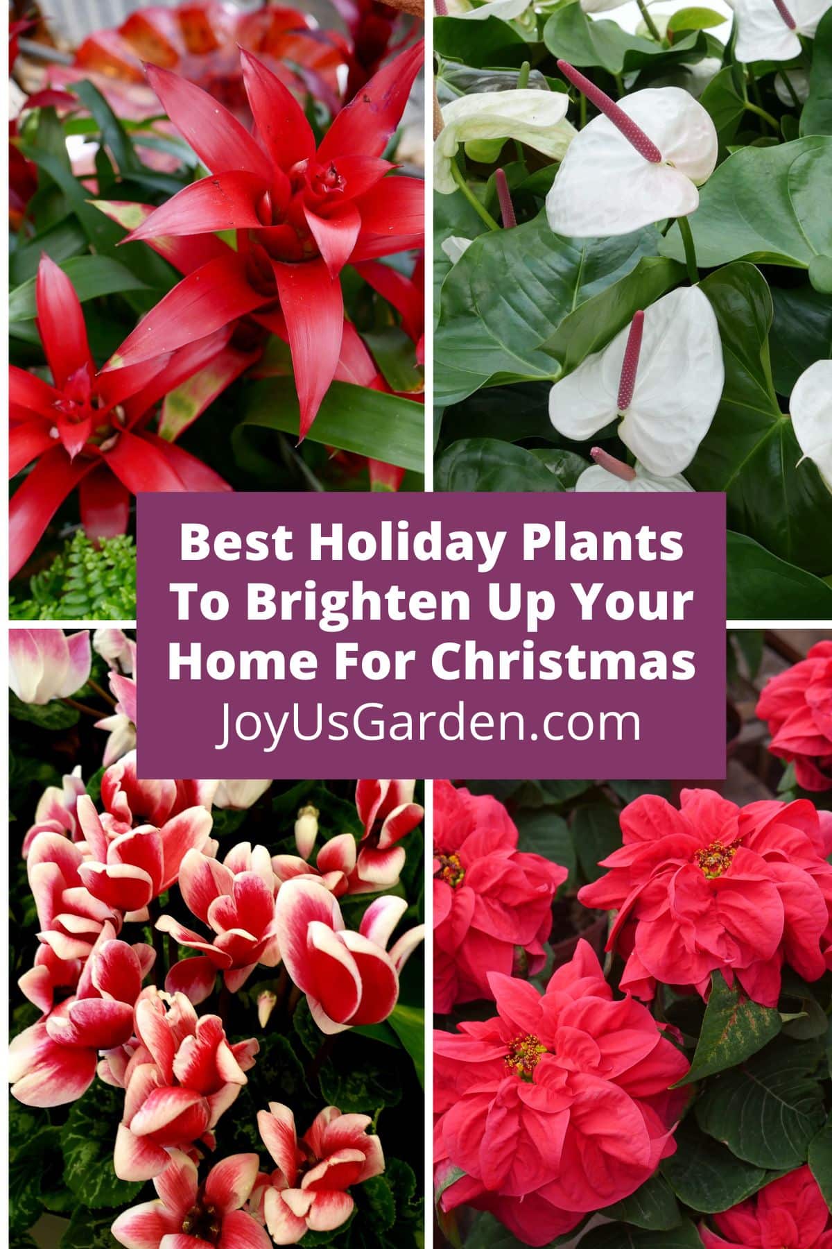  12 bästa semesterväxter för att lysa upp ditt hem till jul
