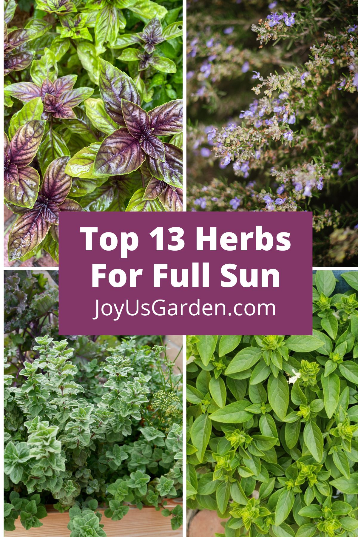  13 najboljih biljaka za sunčanje