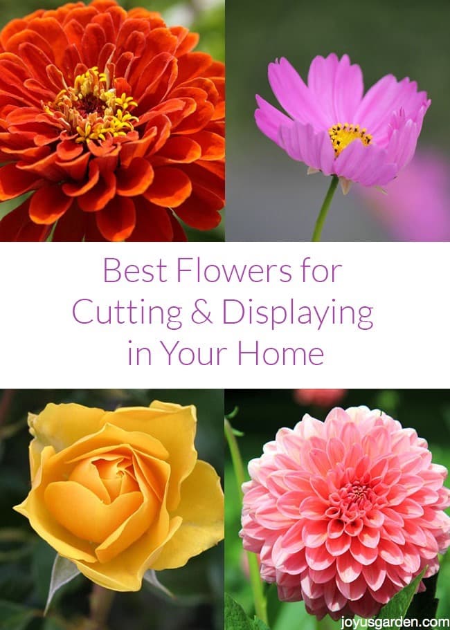  Las mejores flores para cortar y exhibir en casa