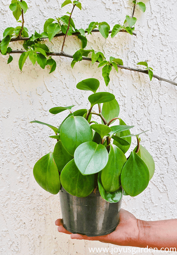  Kako posaditi reznice biljke gumarice (Peperomia Obtusifolia).