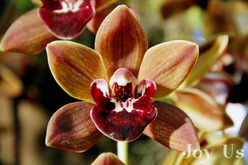  Santa Barbara International Orchid Show တွင် Cymbidiums