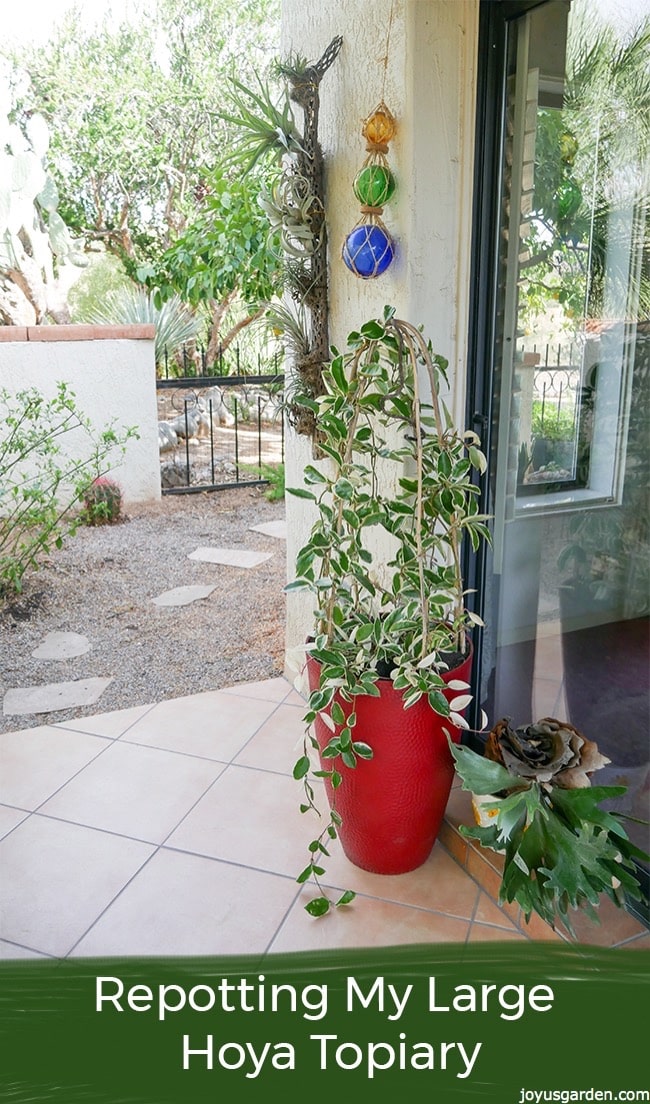  Nire Hoya Topiary Handia birplanteatzea