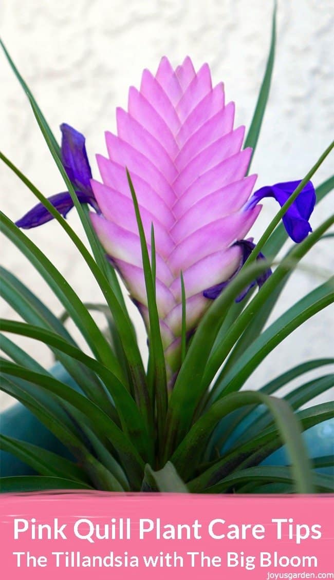  Consells per a la cura de les plantes de ploma rosa: la Tillandsia amb gran floració