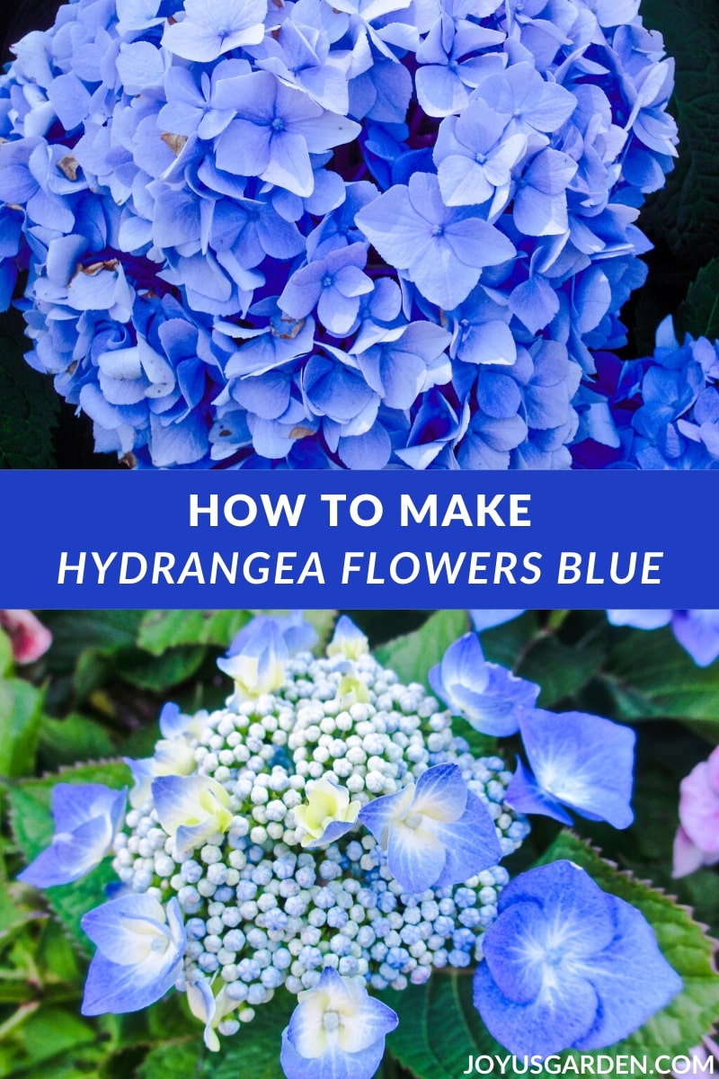  Cambio de cor das hortensias: como facer hortensias azules