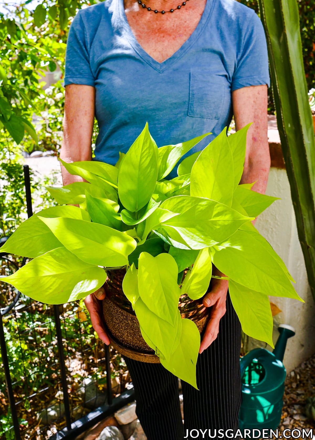  Neon Pothos Rastlinska nega: živahna sobna rastlina Chartreuse