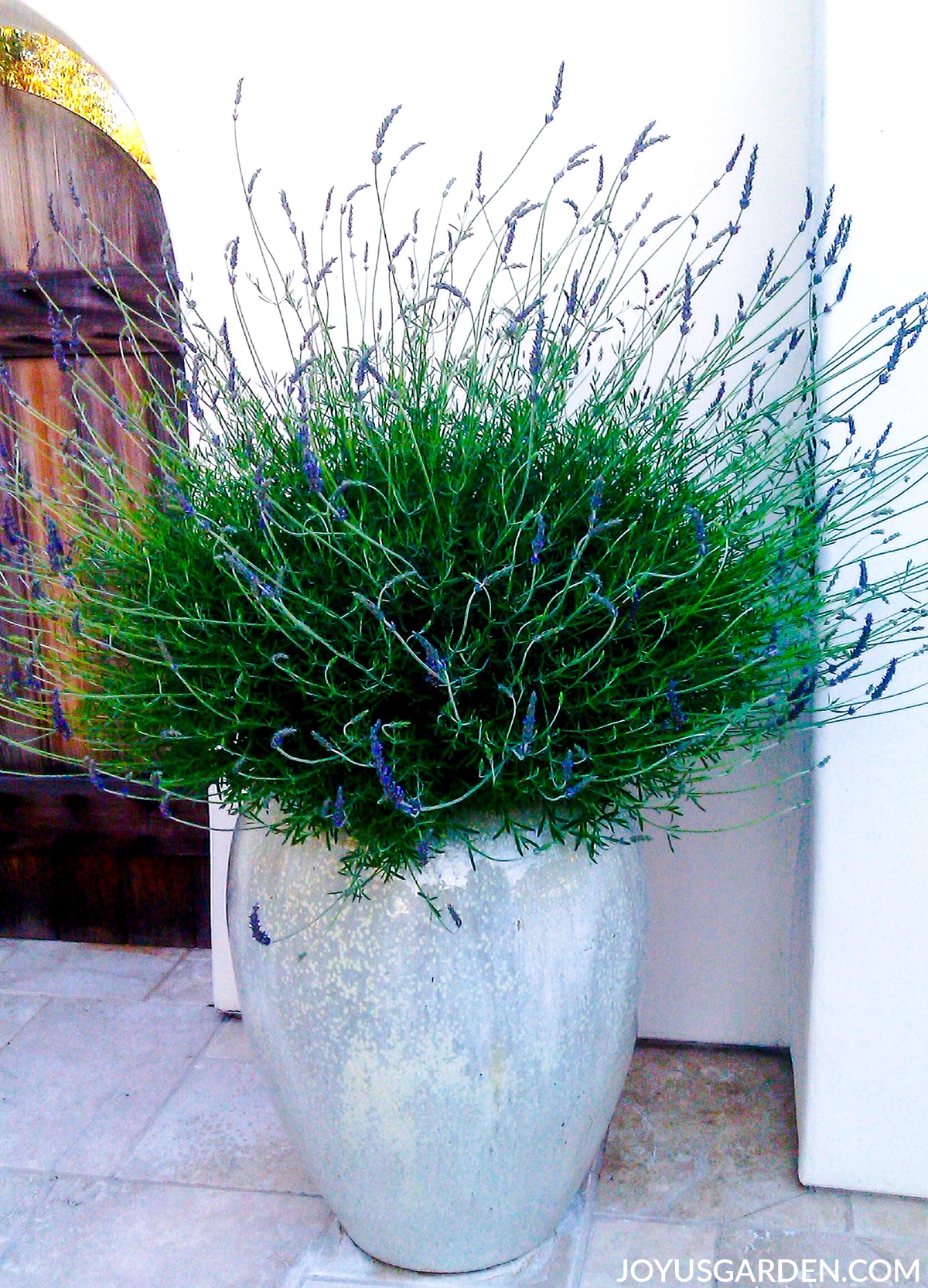  Plant laventel in potte