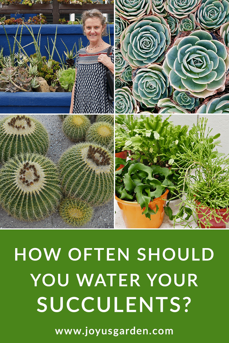  Sa shpesh duhet të ujisni succulents?