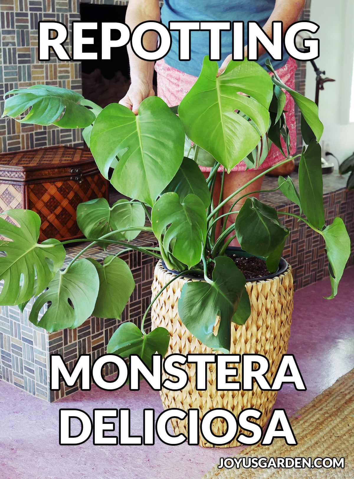  Repotting Monstera Deliciosa: ວິທີການເຮັດມັນ &amp; amp; ການ​ປະ​ສົມ​ການ​ນໍາ​ໃຊ້​