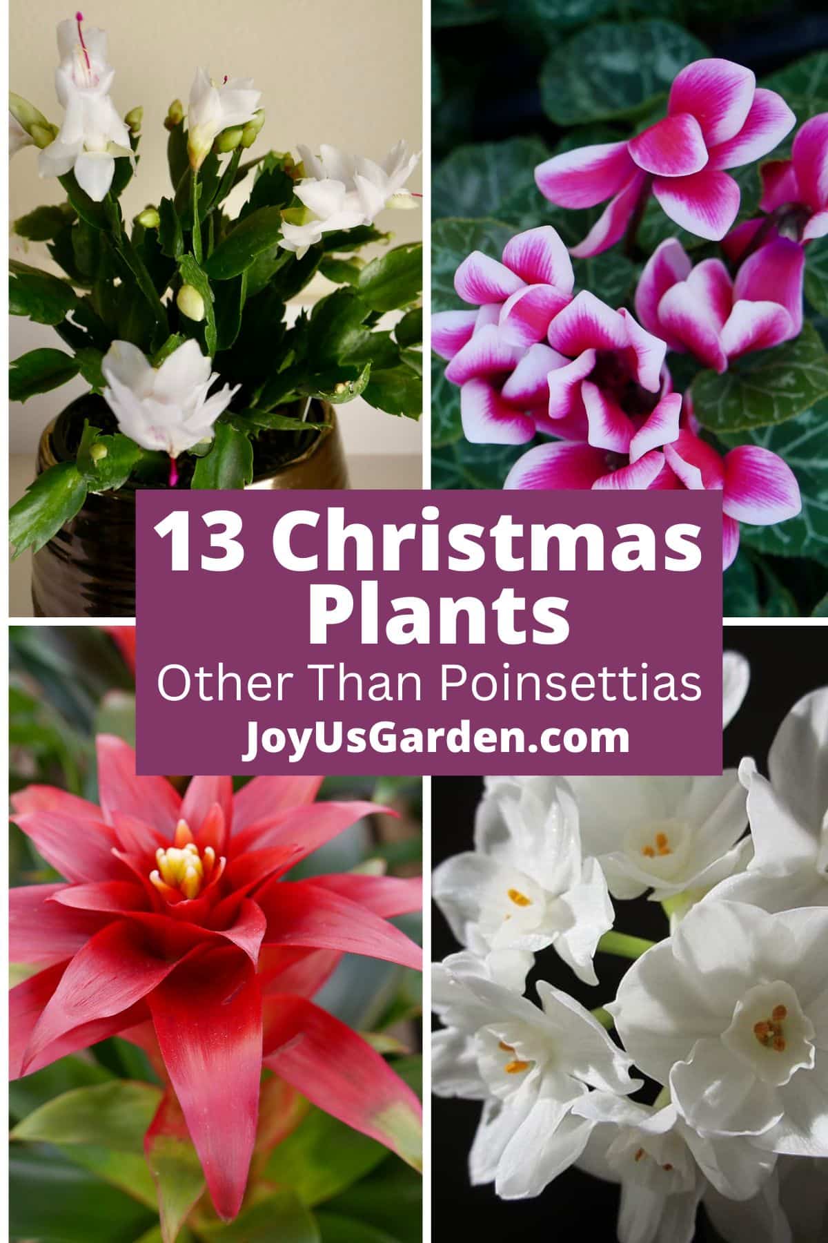  पॉइन्सेटियास के अलावा 13 क्रिसमस पौधे