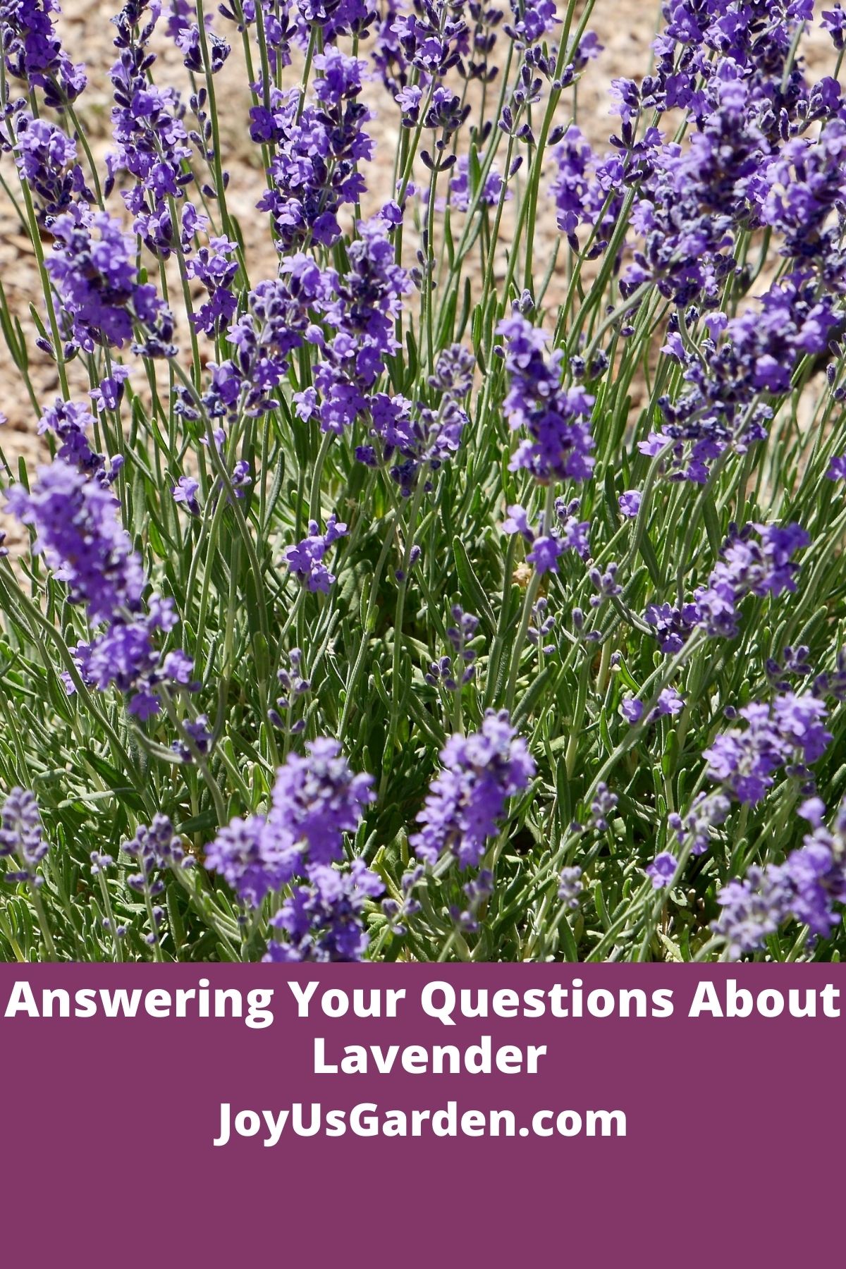  Menjawab Soalan Anda Tentang Lavender