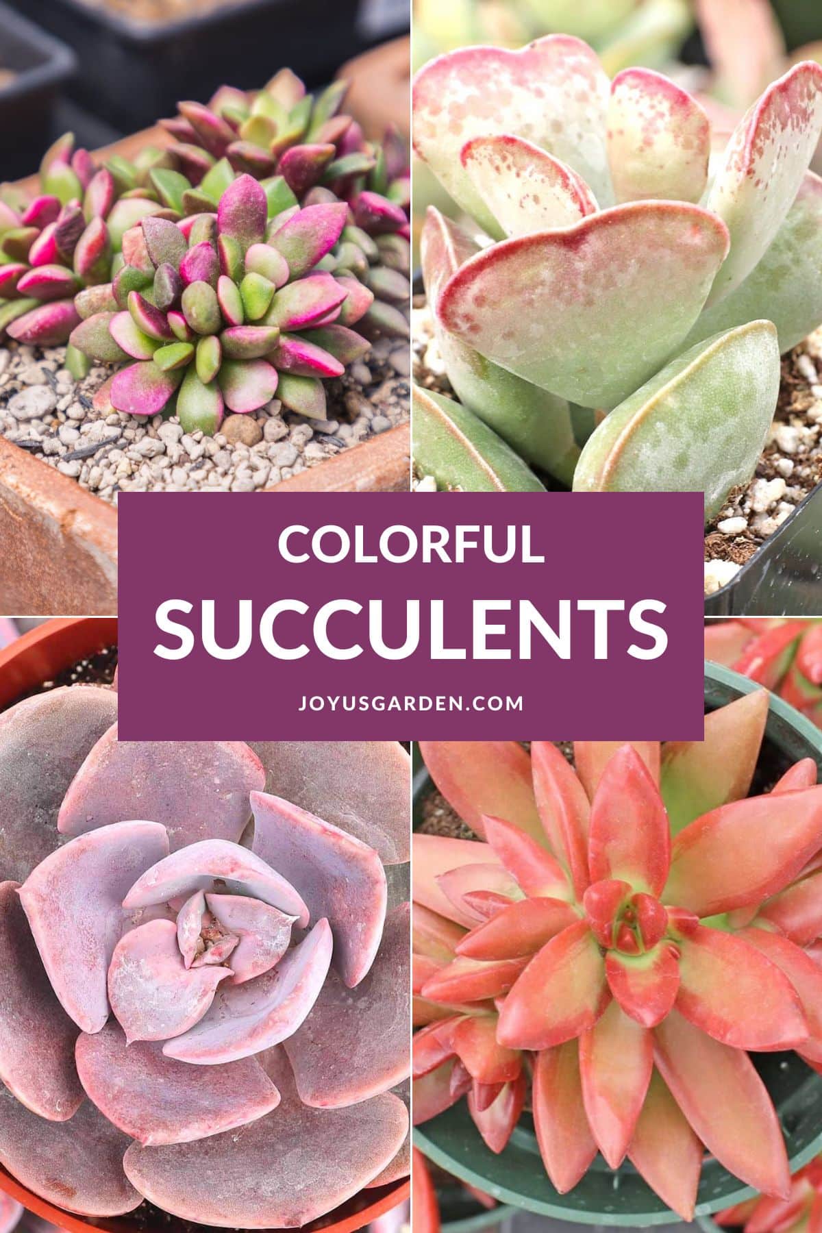  30 Succulentên rengîn ên ku hûn ê jê hez bikin
