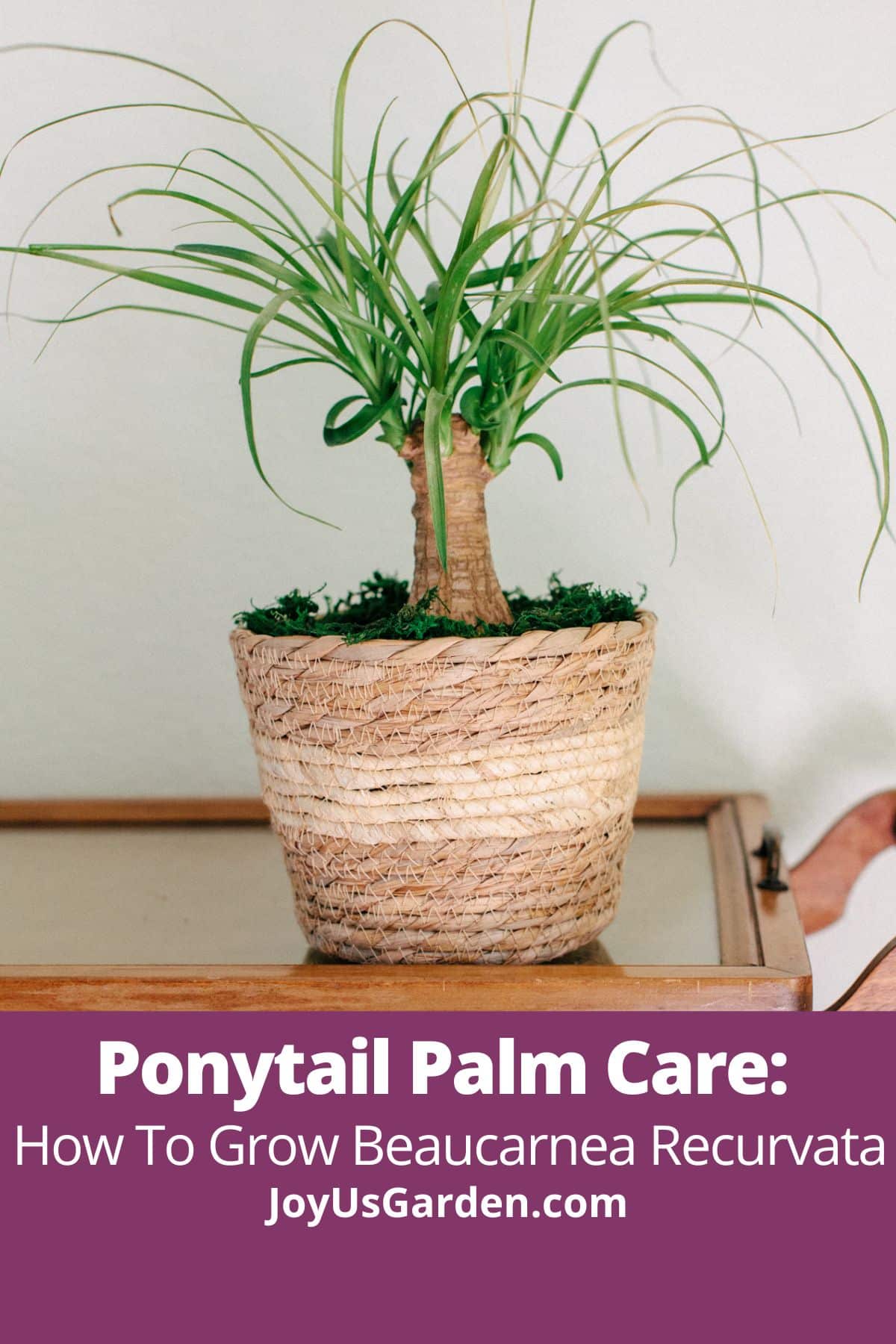  Nega palme Ponytail: Kako gojiti Beaucarnea Recurvata