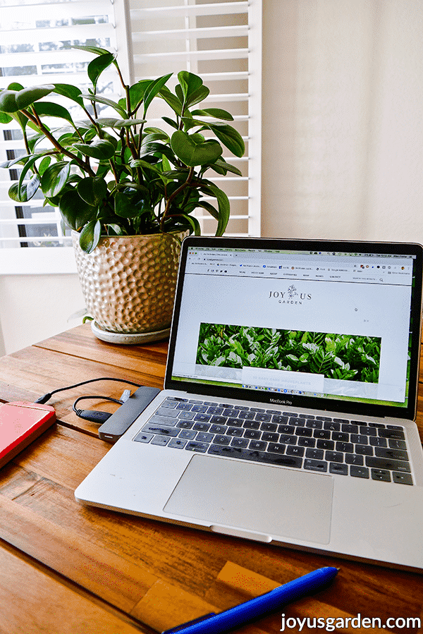 Kontorplanter til skrivebordet: De bedste indendørs planter til din arbejdsplads