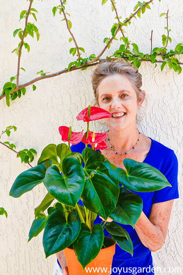  مراقبت از آنتوریوم: راهنمای رشد گل فلامینگو