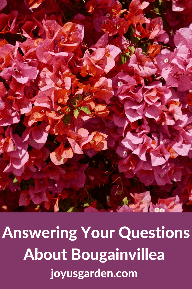  ตอบคำถามของคุณเกี่ยวกับดอกเฟื่องฟ้า