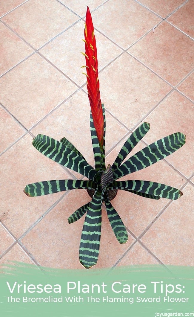  Vriesea 식물 관리 요령: 화염검 꽃이 있는 Bromeliad