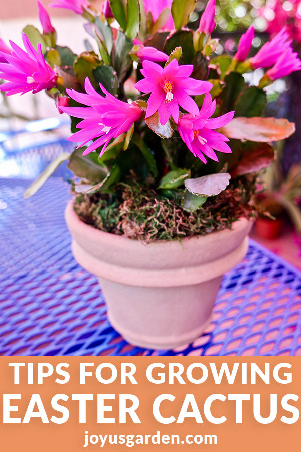  Pasning af påskekaktus: Tips til dyrkning af en forårskaktus