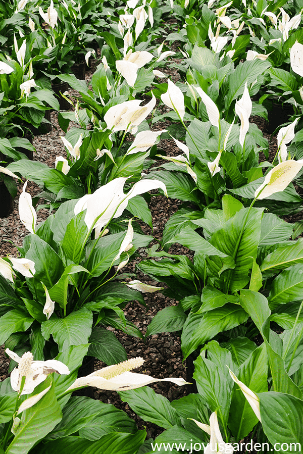  Nabadda Lily Care: Sida loo beero Spathiphyllum Plant
