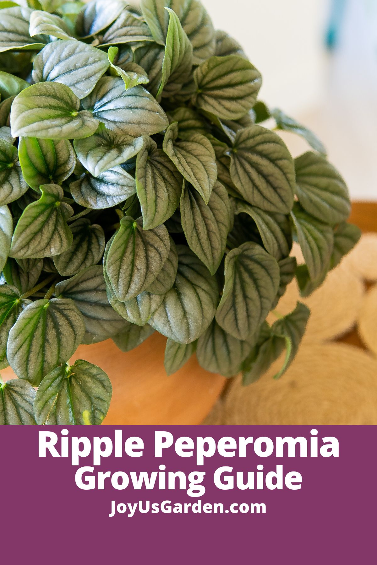  Ripple Peperomia: ការថែទាំ Peperomia Caperata