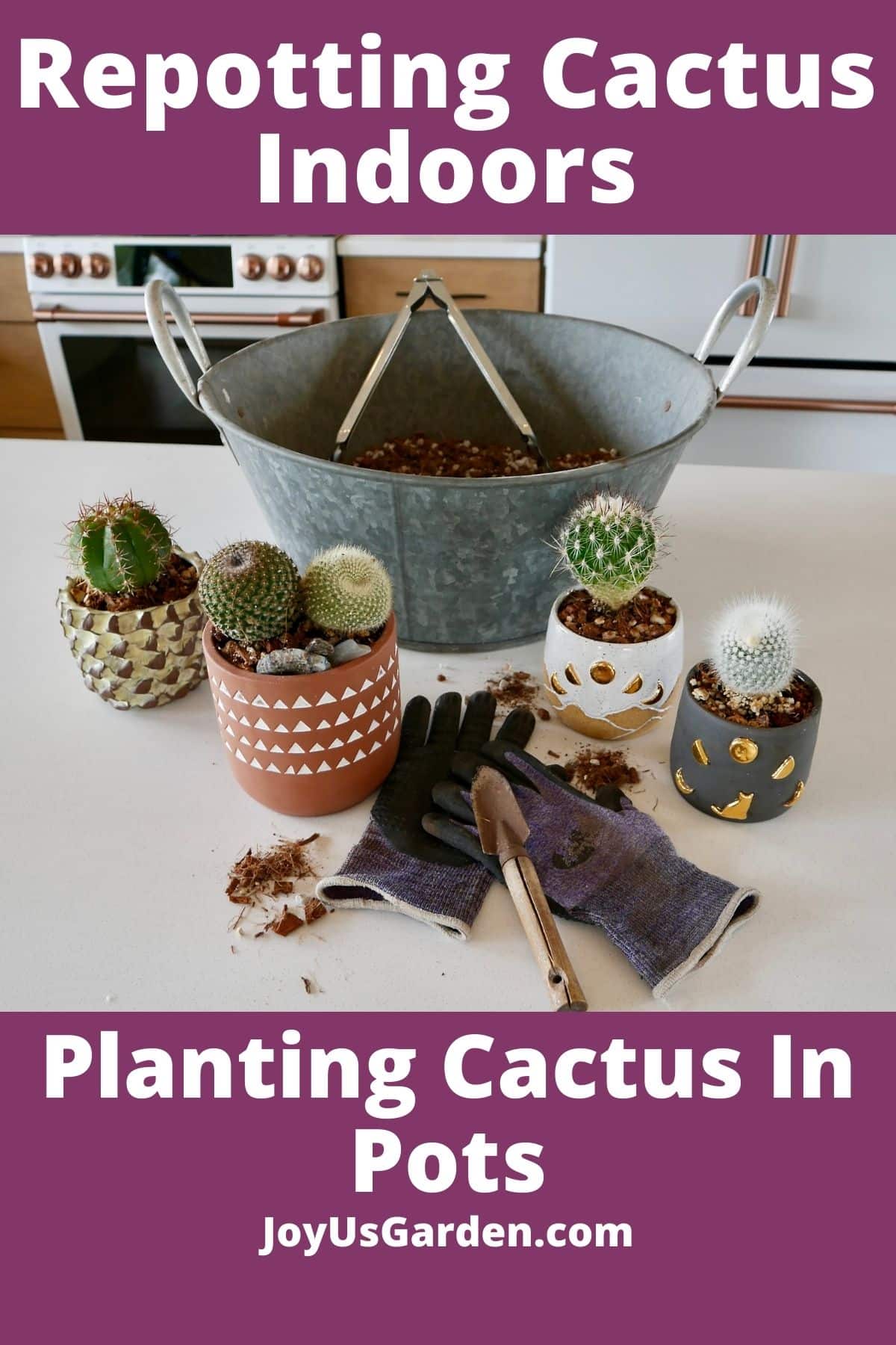  Repotting Kaktus Di jero rohangan: Melak Kaktus Dina Pot