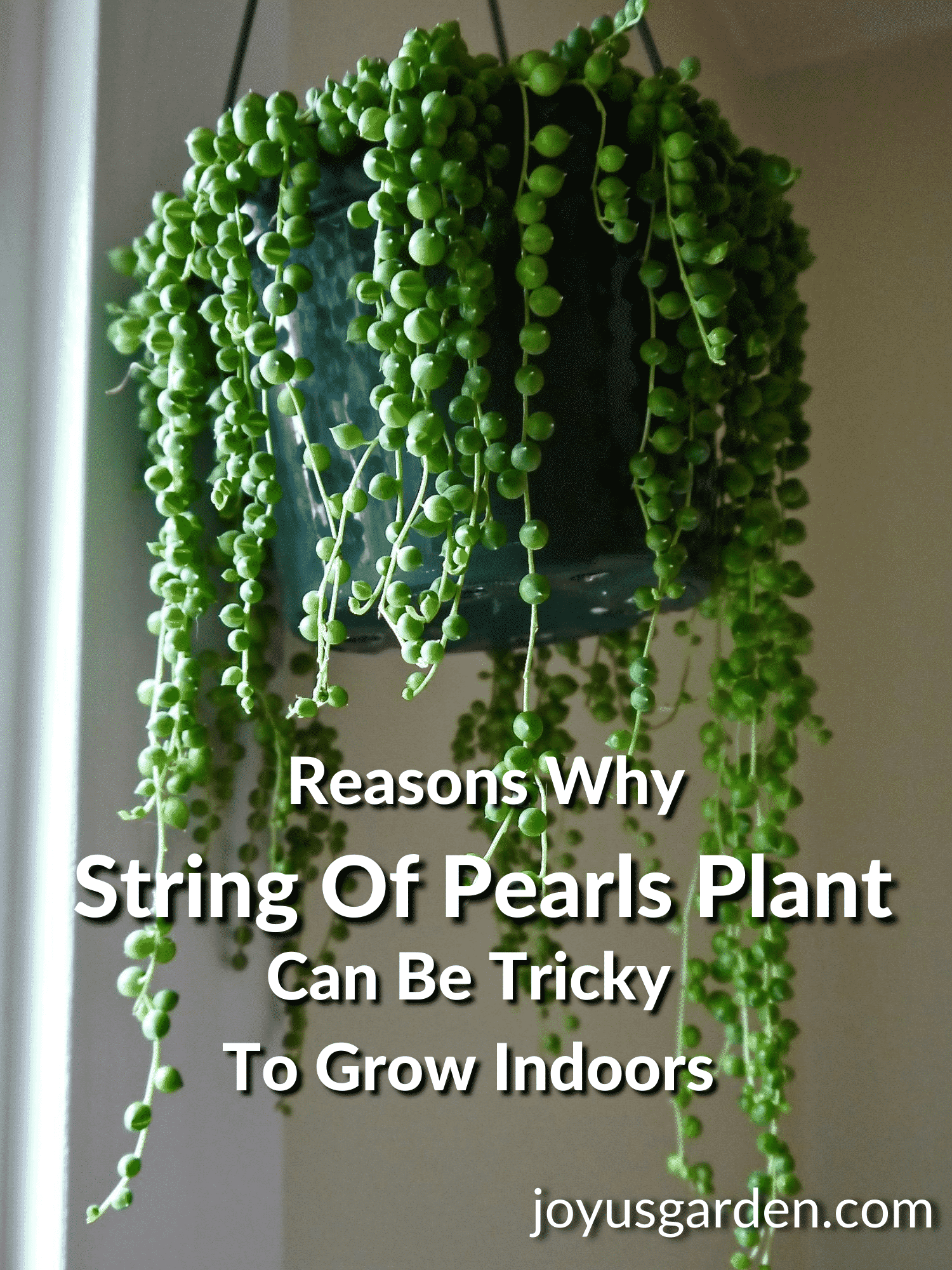  Een String Of Pearls-plant kweken: 10 veelvoorkomende problemen die je kunt hebben